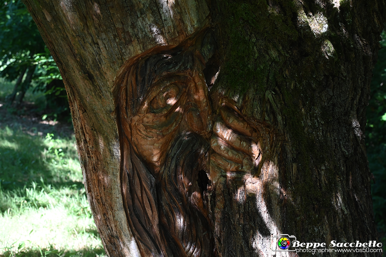 VBS_4787 - Il bosco fatato - Montaldo Roero.jpg